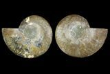 Agate Replaced Ammonite Fossil - Madagascar #169012-1